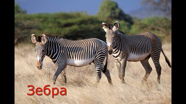 Дикие животные / Wild animals смотреть онлайн