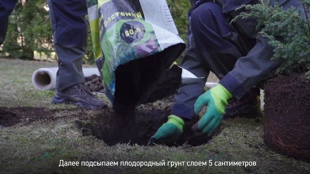 Как посадить МОЖЖЕВЕЛЬНИК на участке? Пошаговая инструкция смотреть онлайн