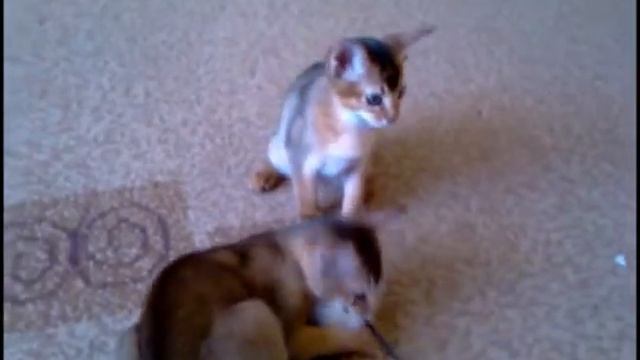 Абиссинские котята (Abyssinian сats) киев