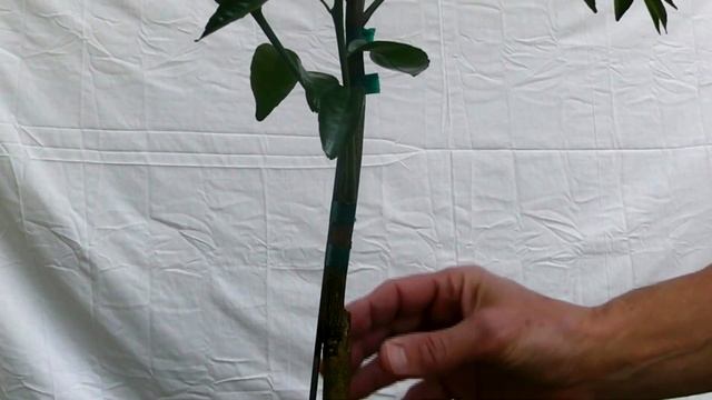 Locating the Grafting Point on Your Dwarf Citrus Tree смотреть онлайн