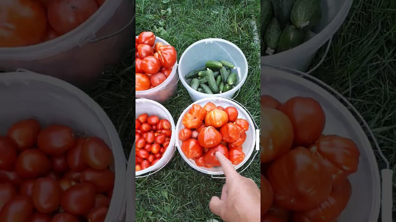 ТОМАТЫ безрассадные и ОГУРЦЫ. Труды не прошли даром. И это еще не все. УРОЖАЙ 3 сентября смотреть онлайн