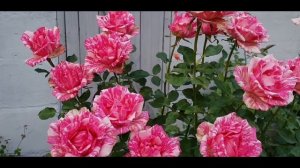 Pink Intuition роза