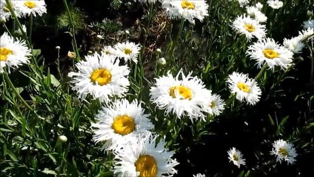 Ромашка белая Old Court Variety. смотреть онлайн