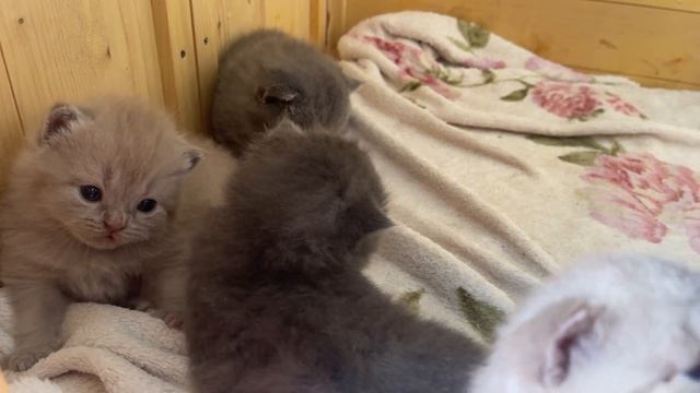 Will tiny kittens have a courage to step into the big world смотреть онлайн