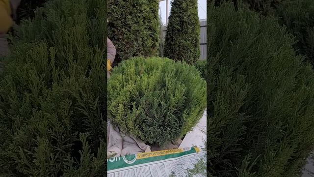 Стрижка можжевельника Сабина, Минт Джулеп в виде природного камня. смотреть онлайн