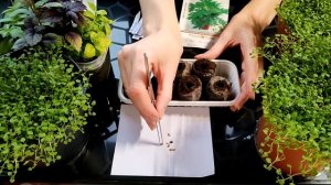 Фатсия самурай. Выращивание из семян