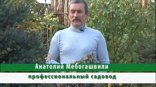 Волшебный росток. сборник: земля жимолость цветы загадка смотреть онлайн