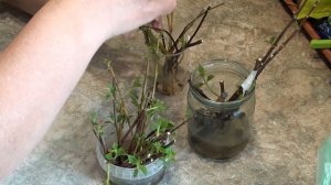 Настой из ивы - лучший природный корнеобразователь для черенков и рассады.