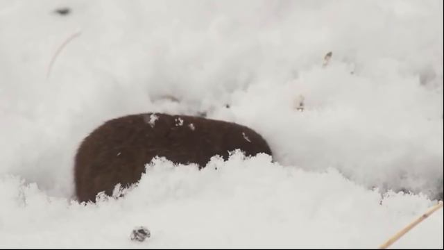 ӘДЕМІ КИЕЛІ ҮКІ ТУРАЛЫ НЕ БІЛЕСІЗ смотреть онлайн