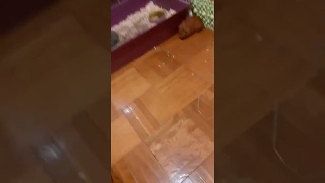 Ещё первый день Лимона смотреть онлайн