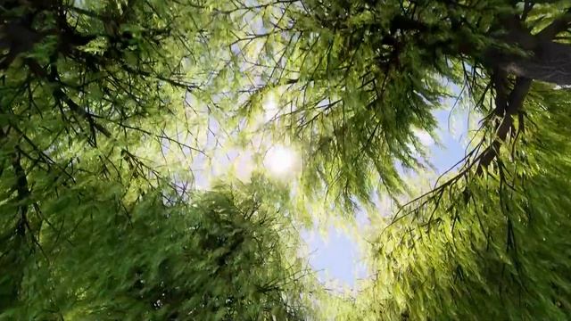 528 Hz Positive Transformation, Emotional & Physical Healing, Healing Music, Positive Energy