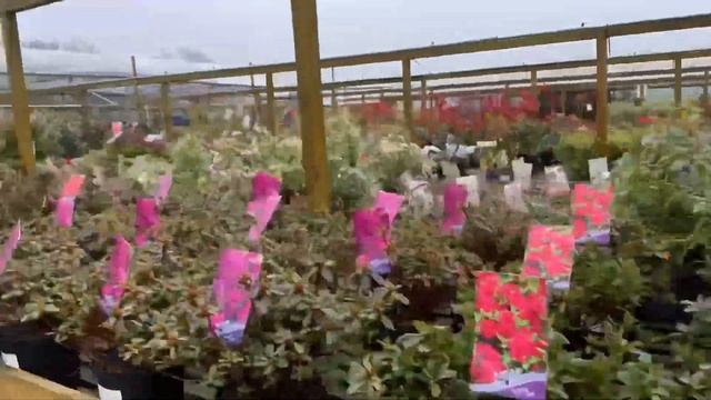 Come Plant Shopping with me at Sunnydale Garden Centre / March 2021 UK смотреть онлайн