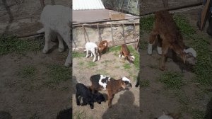 понос у ягнят поёнышей