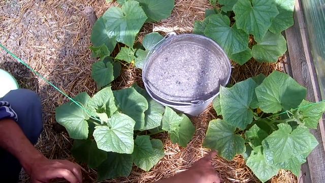 Калийная подкормка огурцов когда и зачем делать смотреть онлайн