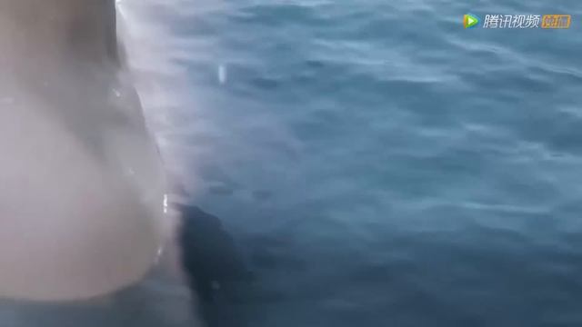 女孩入海竟看到傳說中的美人魚 ?? 中国电视剧 смотреть онлайн