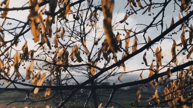 VID 20221120 112220 Небо душно и пахнет сизью...1912 (В. Хлебников)...Павел Васильев Лахтинский смотреть онлайн