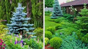 Самые красивые ГОЛУБЫЕ ЕЛИ? СЕКРЕТЫ идеальной новогодней "ёлки"