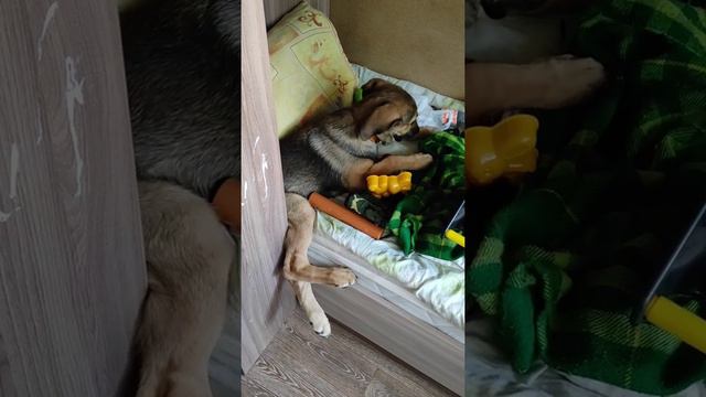 Жужа бунтует, капризничает и включает дурака. Уйдет сама с кровати или придется помочь? смотреть онлайн