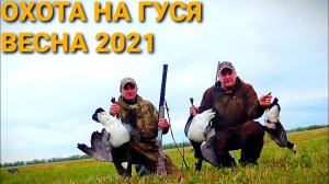 ?Охота на Гуся Весна 2021.УДАЧНО ЗАКРЫЛИ СЕЗОН..mp4