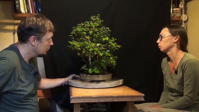 Символ России - берёзовая роща бонсай @Studio.Bonsai смотреть онлайн