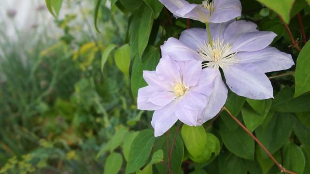 Два клематиса на одной опоре: Mazury (Мазури) и Denny's Double (Денис Дабл) смотреть онлайн