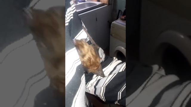 Гигантская вечерница 2 смотреть онлайн