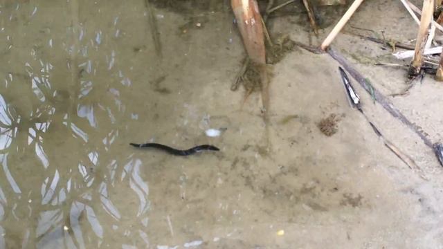 Огромные пиявки смотреть онлайн