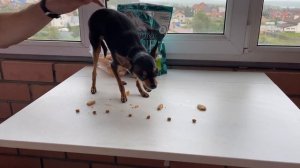 Какую пищу выберет Русский Той Терьер?