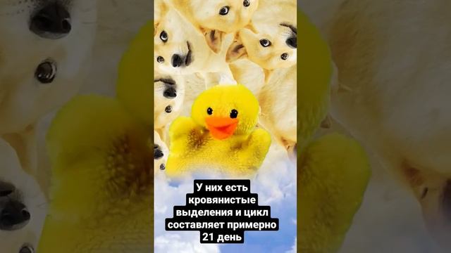как проходят месячные у собак смотреть онлайн