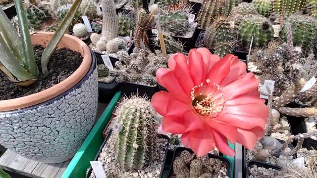 Коллекция кактусов.Маммилярии,матукана,эхинопсисы.Расцвела Лихтенбергия. смотреть онлайн
