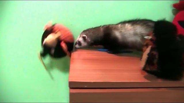 Смешные хорьки .Хорек против Ферби. Funny Ferrets