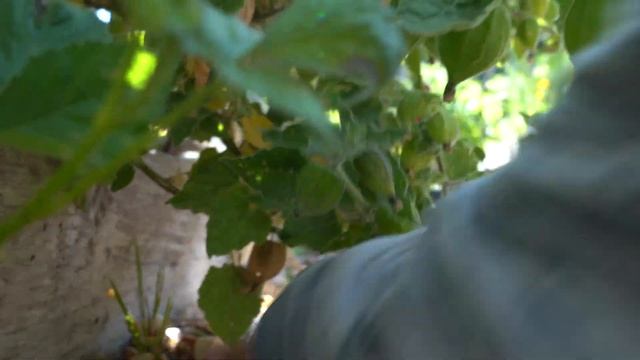 Introducing Dwarf Tamarillo and Cape Gooseberries смотреть онлайн