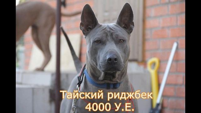 топ самых дорогих редких собак смотреть онлайн