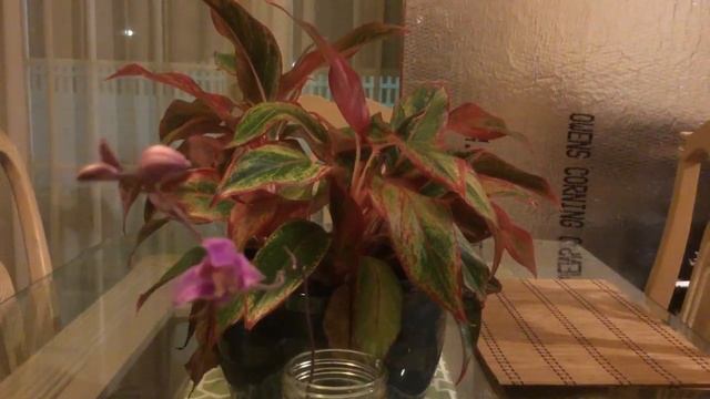 Bletilla Yokohama wild hardy orchid in water culture's first blossom смотреть онлайн