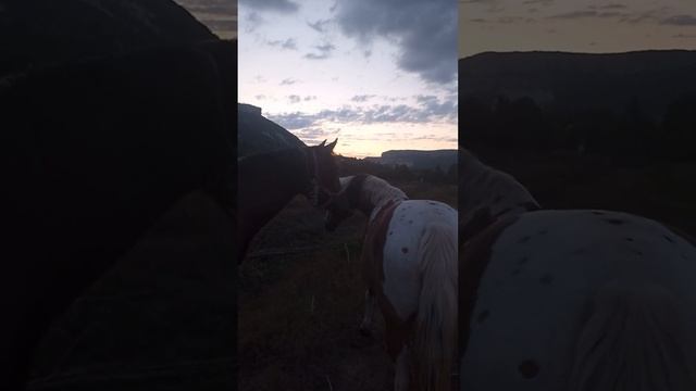 вся шайка в сборе смотреть онлайн