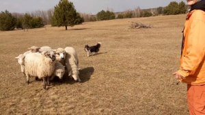 Пастушьи собаки. Шелти и управление стадом баранов. Обучение