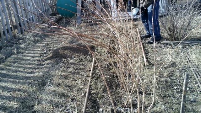 Малина. Продолжаем весенние работы смотреть онлайн