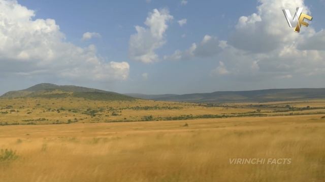 ? anaconda attacks | python attacks | king cobra | largest snakes in the world | biggest snake смотреть онлайн