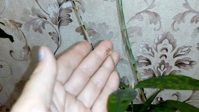 Комнатные цветы. Обзор шеффлер и драцен . смотреть онлайн