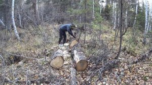 Валежник. Часть 2. Пилим валежник