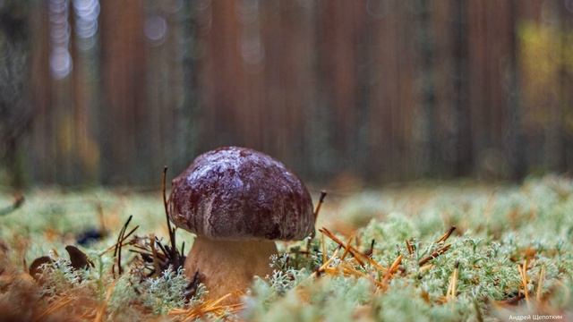 Фото белых грибов и боровиков. Грибы Костромской области, сентябрь 2018. Релакс под спокойную музык смотреть онлайн