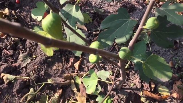 Инжир. Три секрета выращивания инжира в одном видео. смотреть онлайн