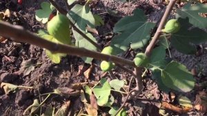 Инжир. Три секрета выращивания инжира в одном видео.