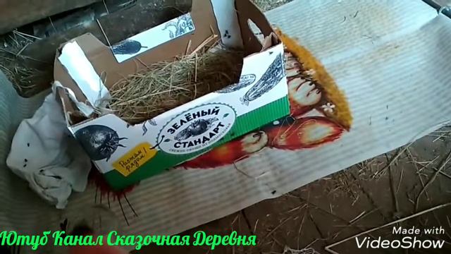 Кошки умеют удивлять. смотреть онлайн