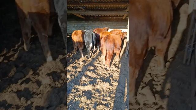 молодняк на продажу смотреть онлайн