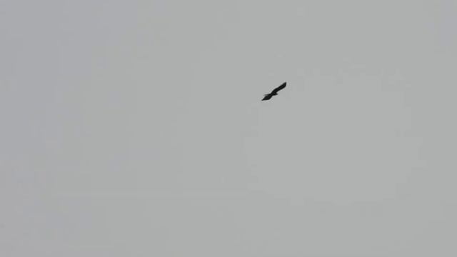 Перелетные птицы смотреть онлайн