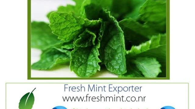 Экспорт свежая мята свежий кориандр и петрушку из Марокко смотреть онлайн