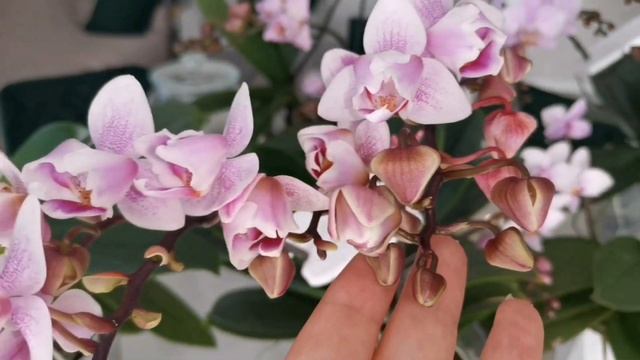 Начало цветения розовых орхидей. Пинк Дрим, Филадельфия, Сказка, Лиодоро? смотреть онлайн