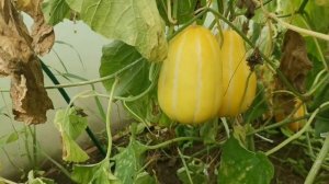 Безпроблемная Суперранняя дыня ШАМОЭ В ПОДМОСКОВЬЕ в августе 2021 года!