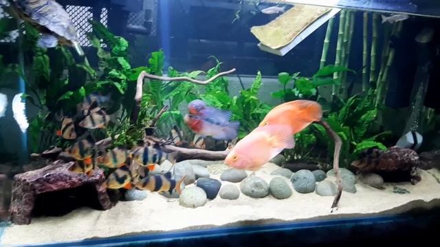 **NEW FLOWERHORN** IN COMMUNITY TANK | Turtle, Blood Parrots, Tiger Barbs смотреть онлайн